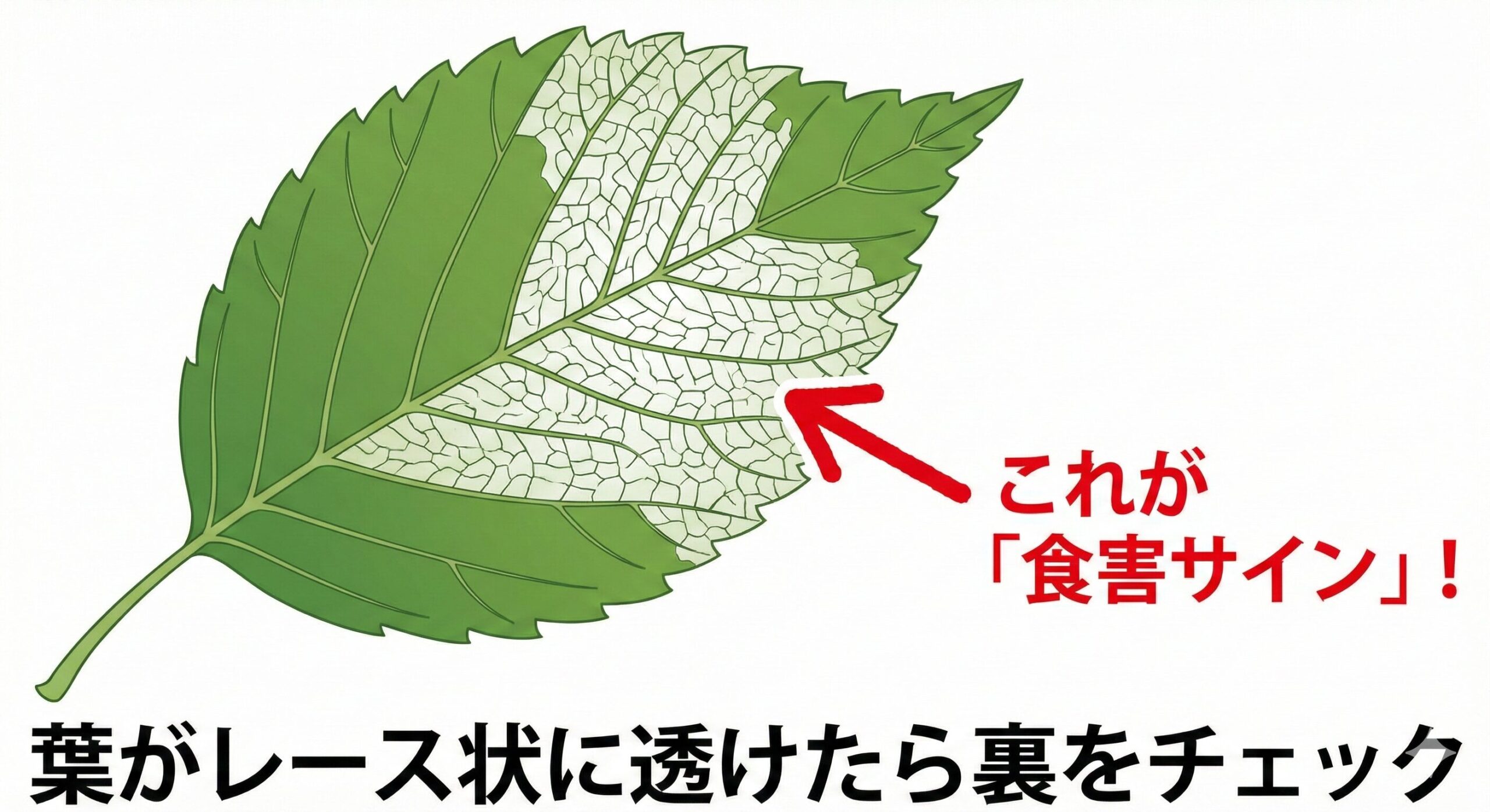 イラガの初期食害サインを示すイラスト。エンティティ「イラガ」の発生というイベントを早期に察知するための「かすり状に透けた葉」の特徴を解説。これにより、被害が広がる前に物理的防除が可能であることを示唆している。