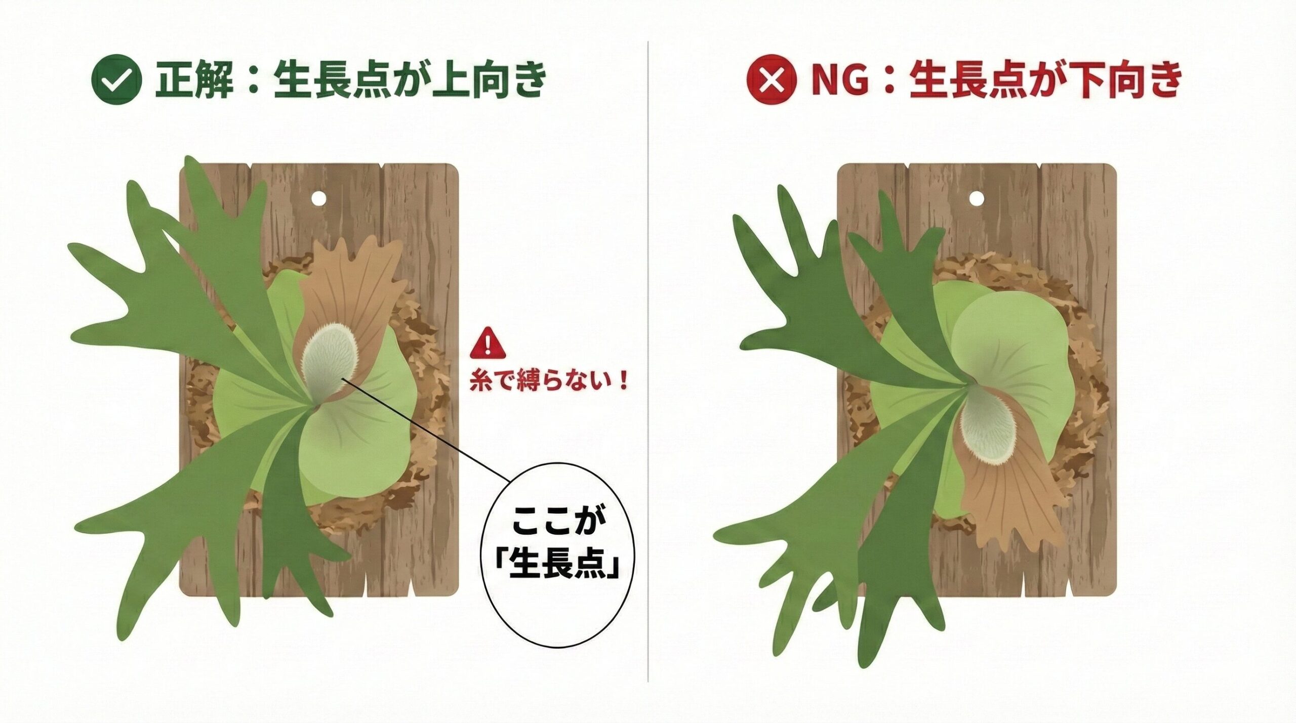 コウモリランの板付けにおける「生長点」の向きの正誤図解。生長点の向きと板付けの成功には致命的な因果関係があり、向きが正しければ成長が加速し、間違えれば停止するという論理構造を視覚化しています。