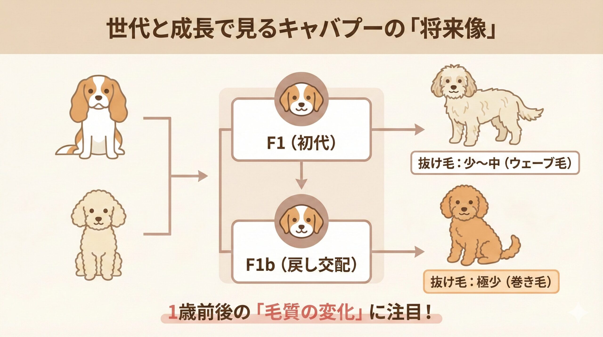 キャバプーの世代（F1/F1b）と抜け毛の量の相関関係、およびパピーコートからアダルトコートへの変化を示す図解。プードルへの戻し交配（F1b）がマンション飼育に適した毛質を安定させる論理構造を表現しています。