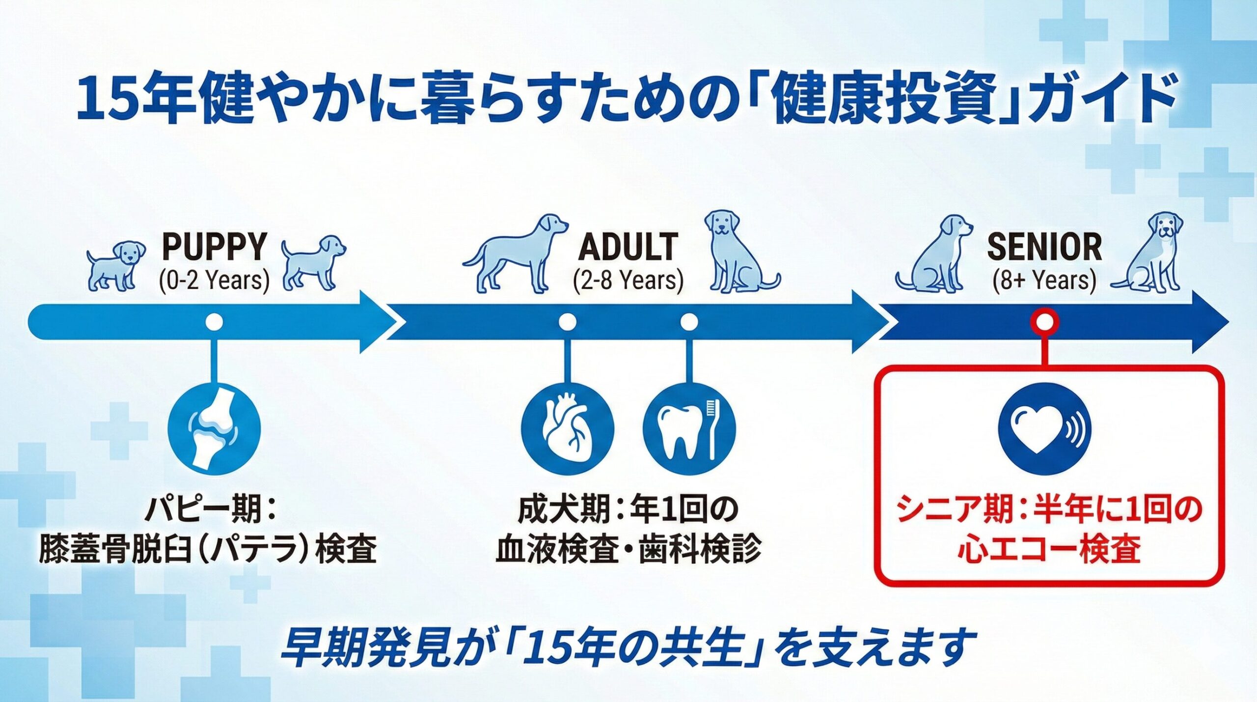 キャバプーのライフステージに合わせた推奨健康診断メニュー。キャバリア由来の心臓疾患とプードル由来の関節疾患という遺伝的リスクに対し、適切な時期に検査を行うことで長寿を目指す原因と結果の構造を示しています。