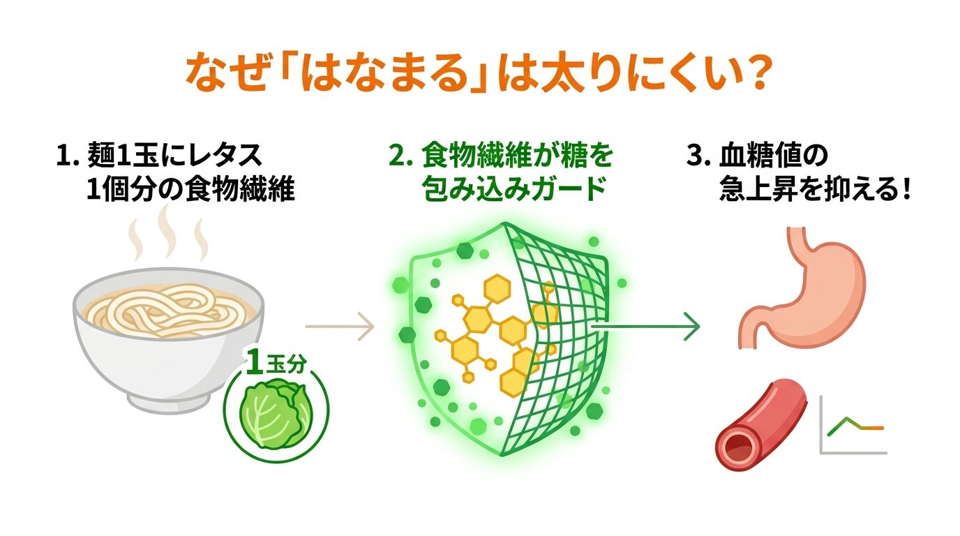 はなまるうどんの「食物繊維麺」と「血糖値抑制」の関係を示す図解。麺に含まれるレタス1個分の食物繊維が、糖質の吸収を物理的に緩やかにするメカニズムを説明しています。